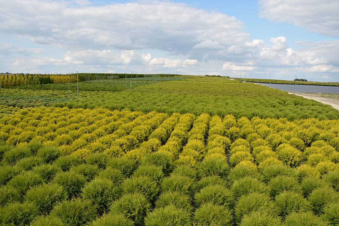 көшет материалы өндіру және дистрибуция Польша слайд 02