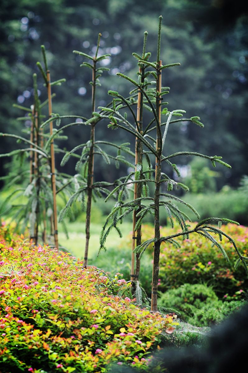 Шырша қарапайым 'Dr Barański' - фотография