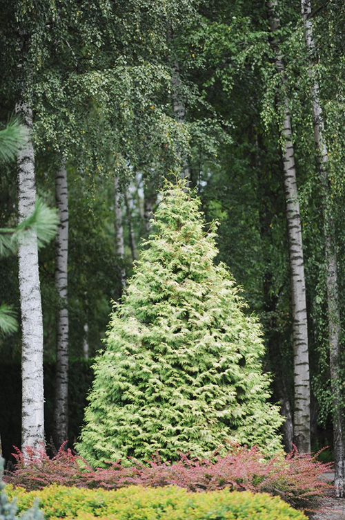 Туя батыс 'БОР' - фотография