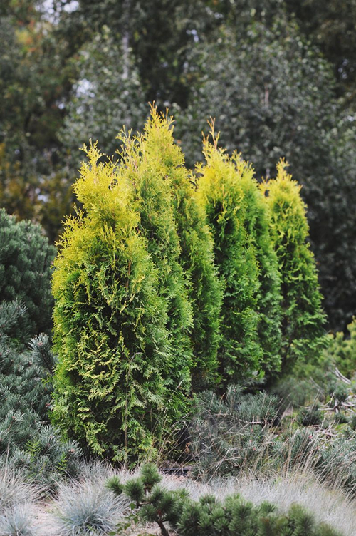 Туя батыс 'Golden Rocket' - фотография