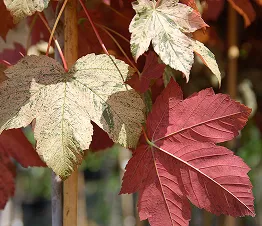 көшет материалы өндіру және дистрибуция Польша фотография 01