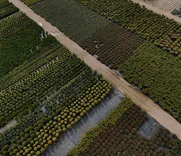 көшет материалы өндіру және дистрибуция Польша фотография 06