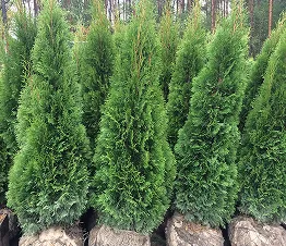 көшет материалы өндіру және дистрибуция Польша фотография 11