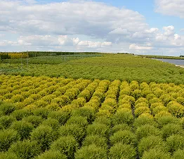 көшет материалы өндіру және дистрибуция Польша фотография 14