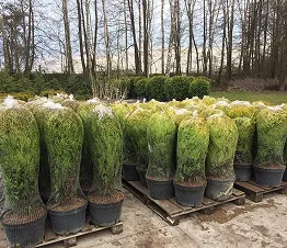 көшет материалы өндіру және дистрибуция Польша фотография 16